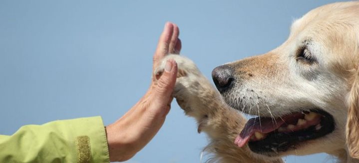 Tout savoir sur la thérapie assistée par les animaux